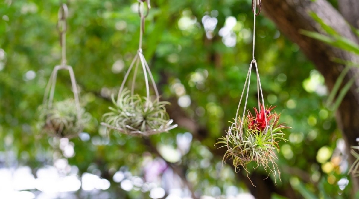 Three Air Plants Hanging Outdoors