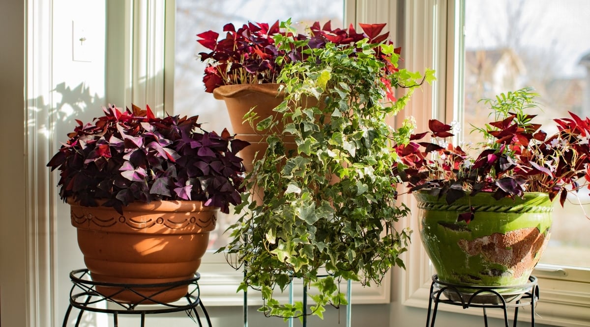 Three large potted Oxalis plants on display, each exhibiting maroon colored leaves. One pot features a cascading plant with lush green leaves, creating a captivating waterfall effect. The plants are positioned beside a glass window, allowing natural light to enhance their vibrant colors.