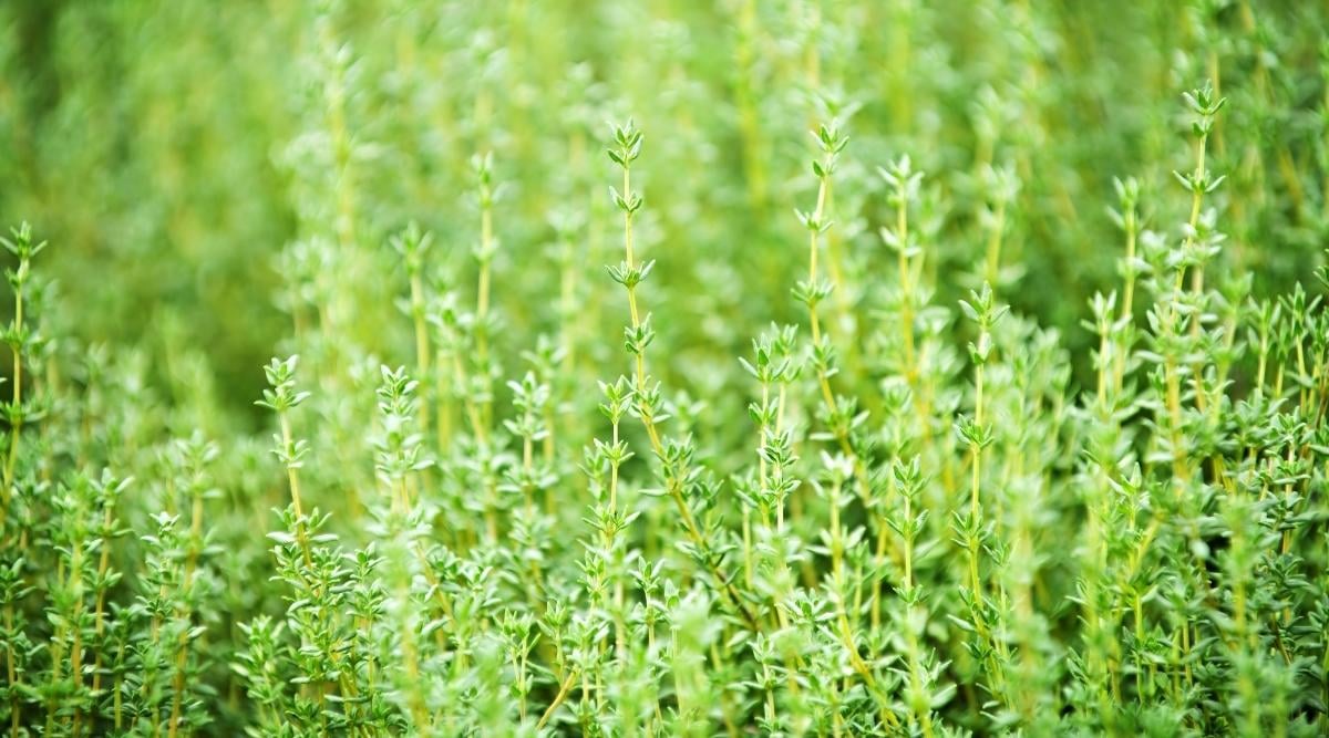 Garden Grown Thyme