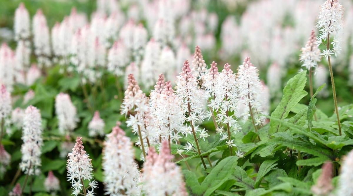 Tiarella cordifolia