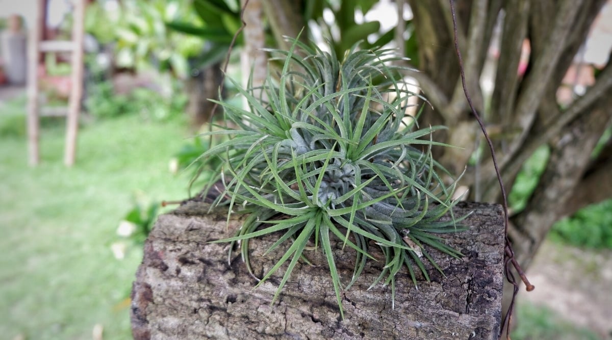 Tillandsia Hanging in a Box