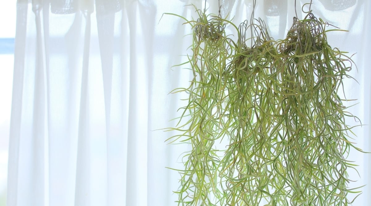 Tillandsia is One of Many Types of Epiphytes