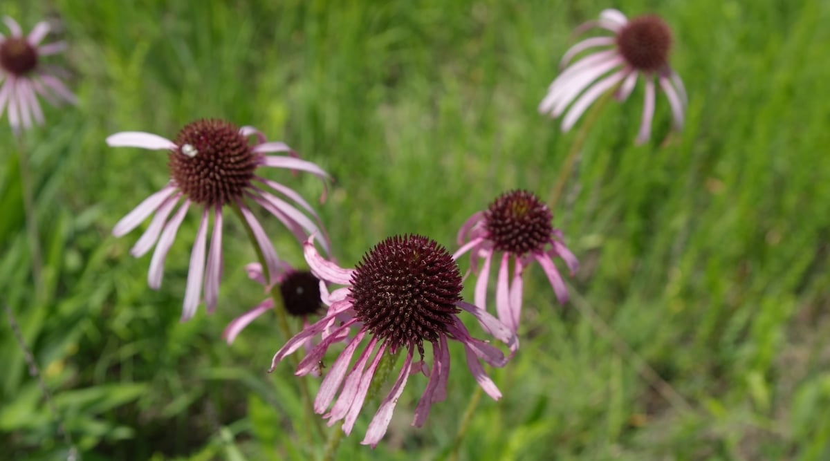Several coneflowers with slender pink petals and circular dark centers are shown. The flowers are in full bloom and stand out against the green background of the grass.