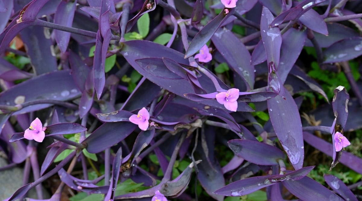 Close up of a dark purple plant with long, thick stems and thick, oval shaped leaves with tiny pink flowers in the center of the leaf clusters.