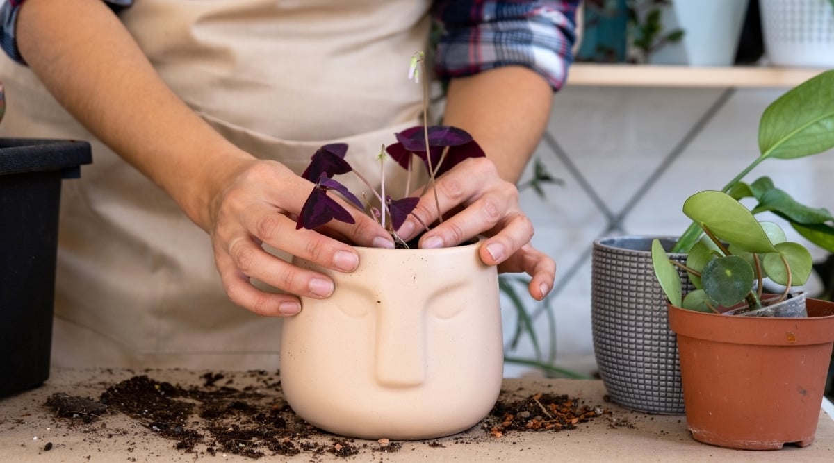 On a table, a diligent gardener transfers Oxalis plants from small pots to a larger one adorned with a whimsical human face design. The plants' stems, slender and young, accompany the eye-catching purple leaves as they find their new home.