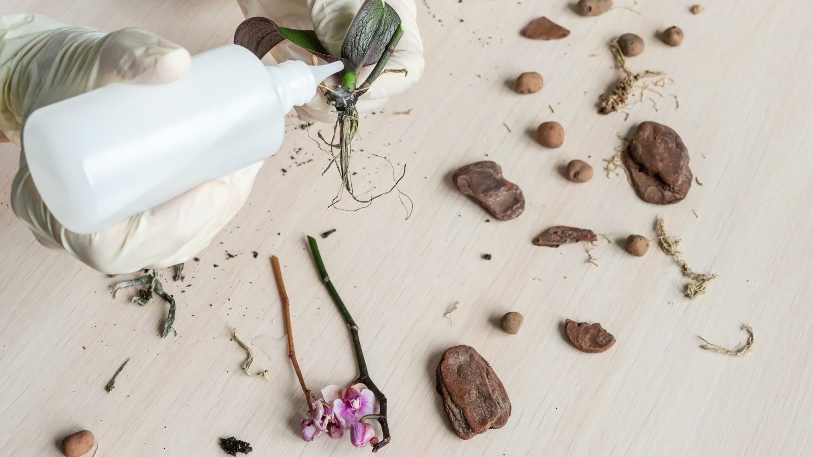 Should You Use Hydrogen Peroxide For Orchid Root Rot?