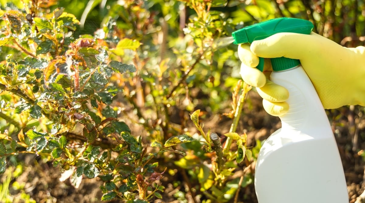 Close-up of a female hand in a yellow glove spraying a pest spray from a white bottle on a rose bush, in a sunny garden. The rose bush has thick, strong stems with thorns and small young green oval leaves with serrated edges.