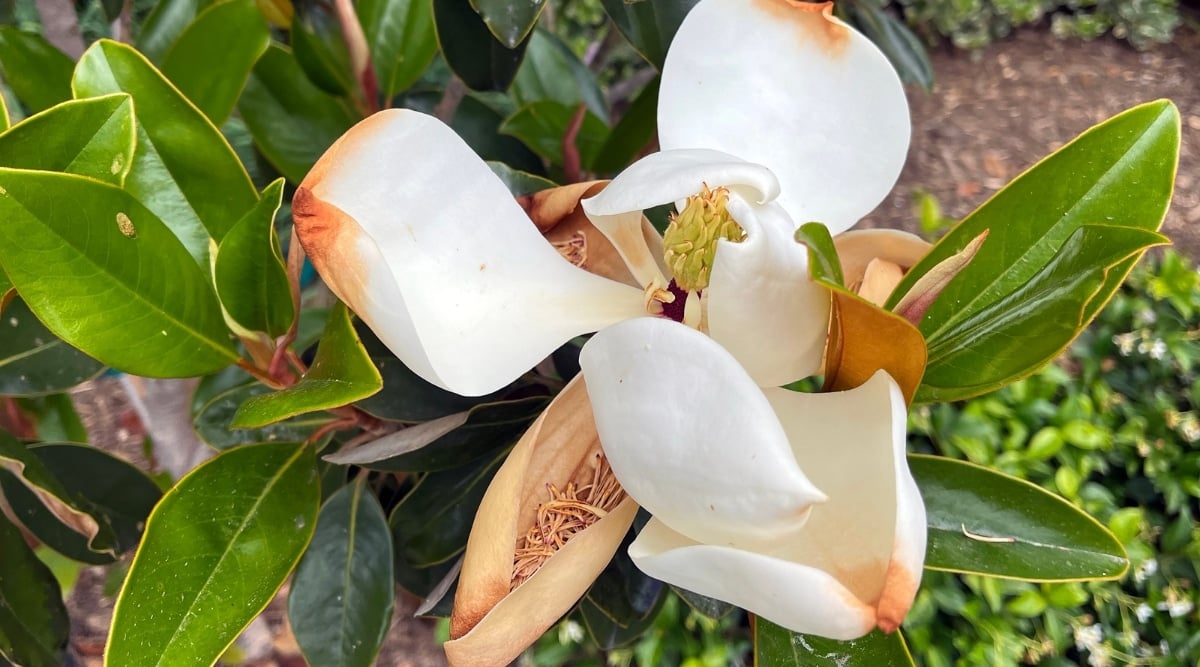 Tree damaged from harsh winds in the garden. The blossoms are crisp at the edge, and the plant appears to be dry. The leaves are also a small bit damaged, with browning on the edges.