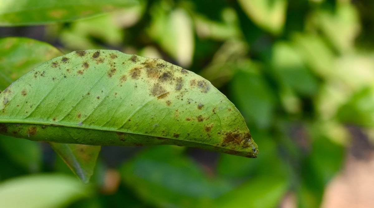 Tree leaf with blight infected showing with black spots.