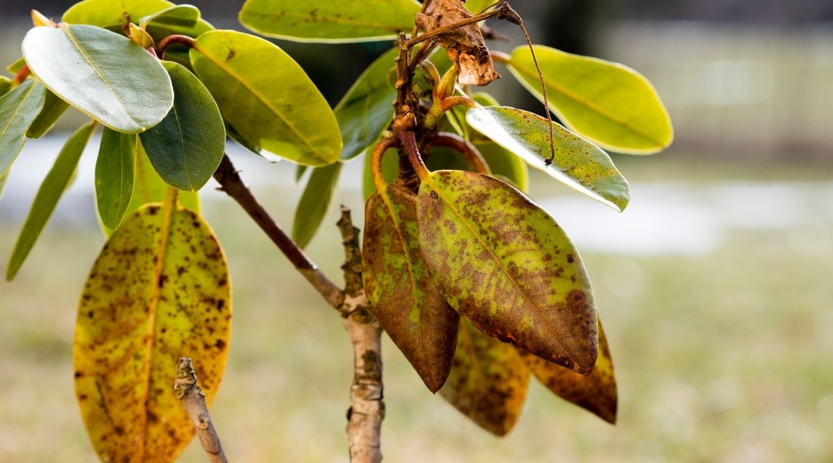 Tree with leaves that have leaf spot disease infecting them. The leaves are covered in brown spots and are all over the leaves, while some are still green and remain uninfected.