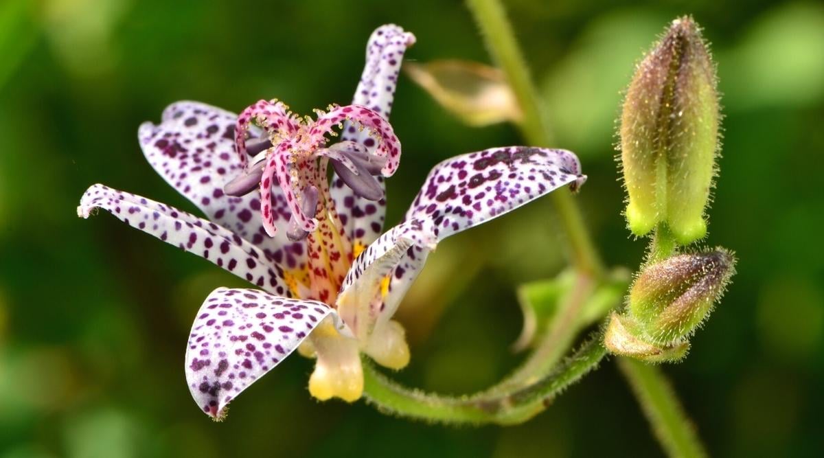 Tricyrtis