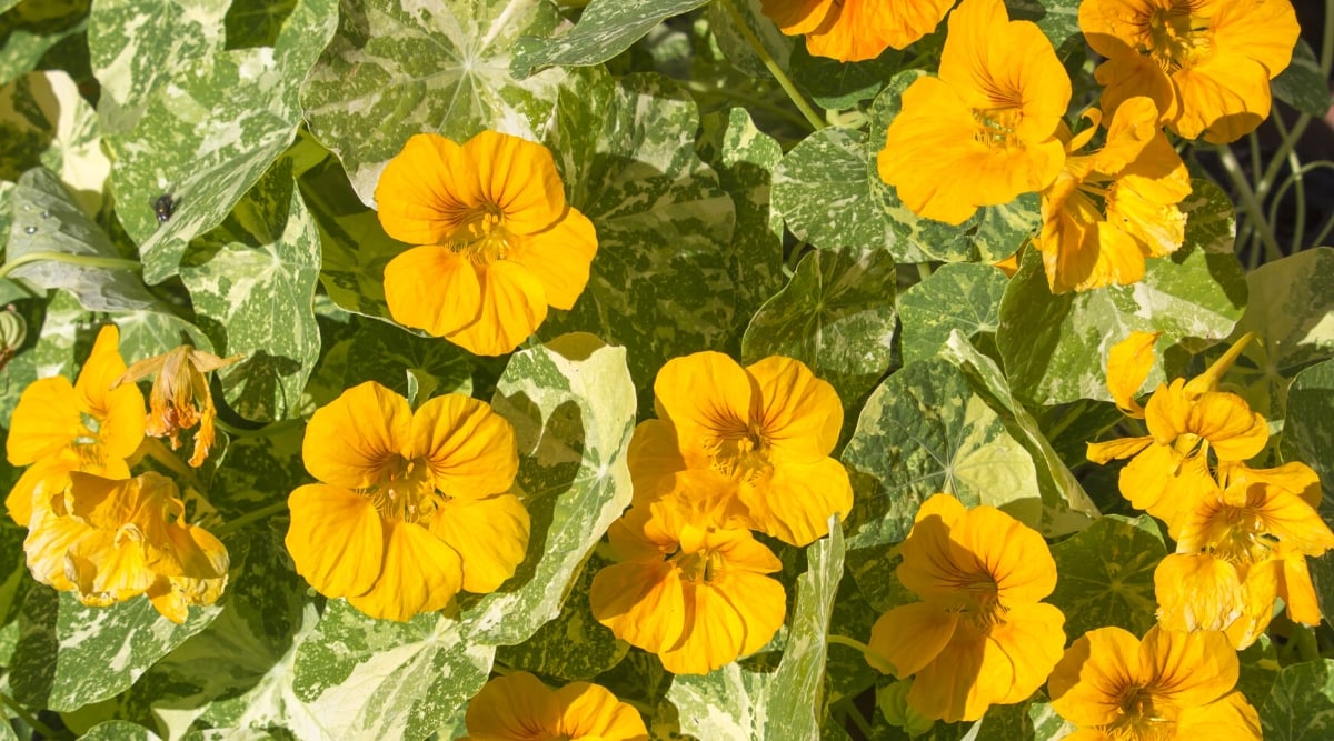 Close-up of a flowering Nasturtium &lsquo;Alaska Variegated&rsquo; plant. It has lily-pad-like leaves with a variegated pattern, featuring shades of green and cream. The flowers of this variety bloom in vibrant yellow color. These colorful, trumpet-shaped flowers stand out beautifully against the variegated foliage.