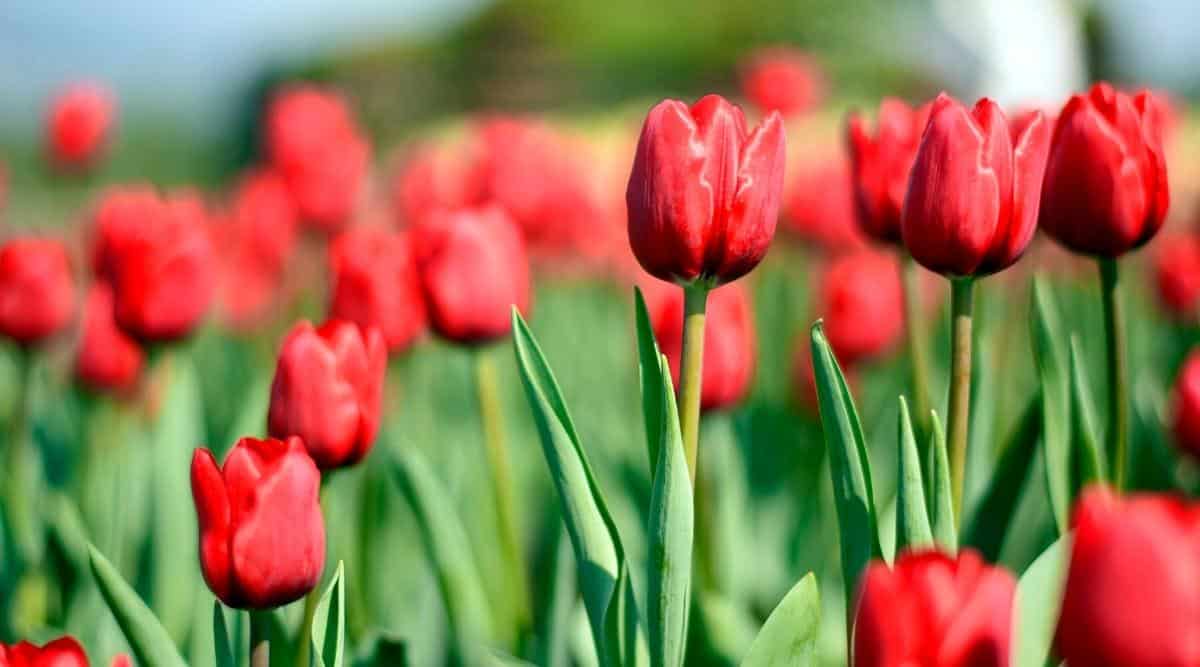 Rust Red Tulip 27 Red Tulip Varieties That Will Brighten Your Flowerbeds