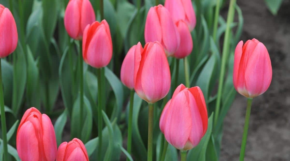 Tulipa Darwin Hybrid Cosmopolitan