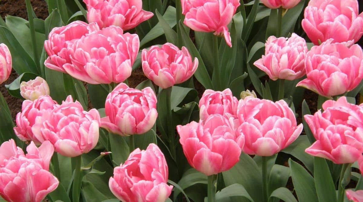 Tulipa Foxtrot