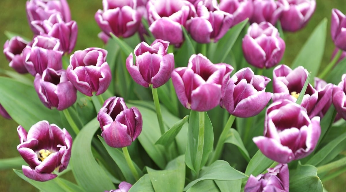 Top view of blooming 'Arabian Mystery' tulips surrounded by large, smooth, grey-green leaves with tapered margins. The buds are large, goblet-shaped, with purple petals and creamy white edges.