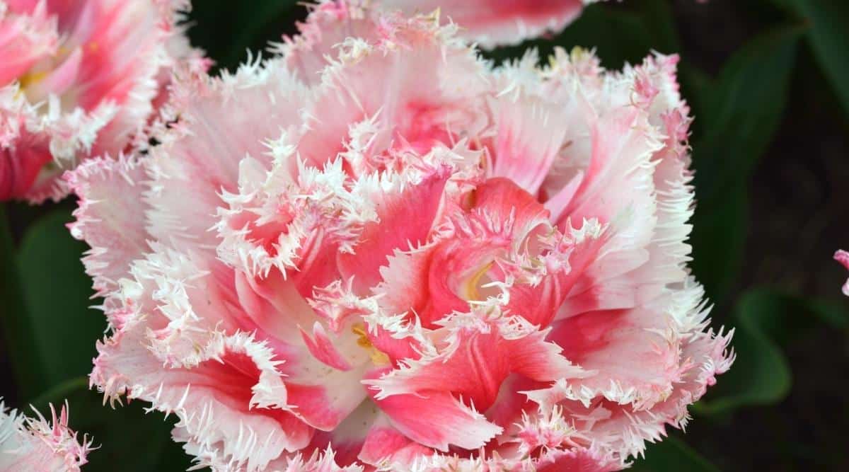 Tulipa ‘Queensland’