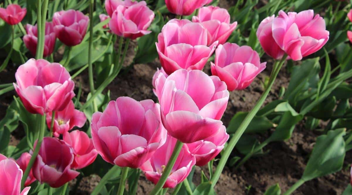 Tulipa ‘Willem van Oranje’