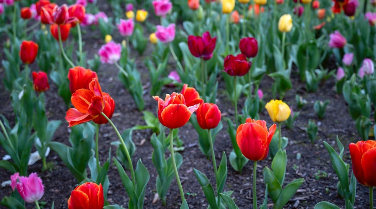 Close-up of blooming multi-colored tulips in a flowerbed. Tulips are known for their vibrant, cup-shaped flowers that come in a wide range of colors, including red, yellow, pink, and purple. They have a single stem and a cluster of long, narrow leaves that emerge from the base. The leaves are green and have a waxy texture.
