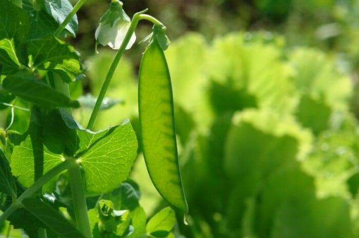 Type of Pea in Garden