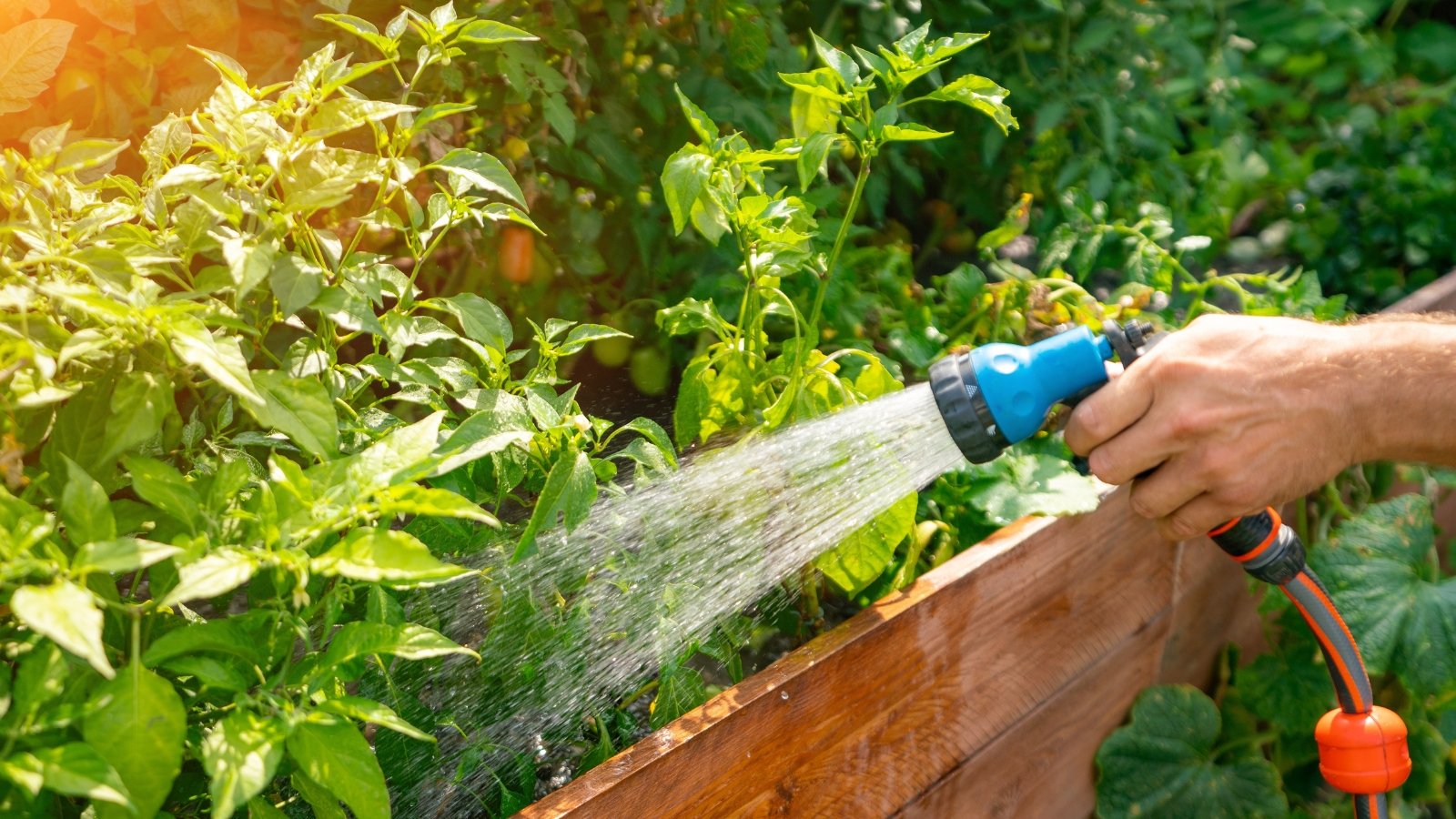 How to Tell If You're Overwatering Your Plants