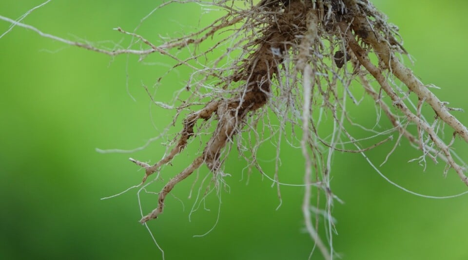 How to Tell If You're Underwatering Your Plants