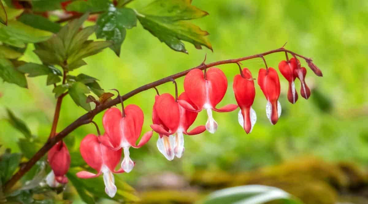 25 Red & Yellow Bleeding Heart Seeds - Perennial Flowers For Shade - Zones 4-8 - Toadstool Seeds
