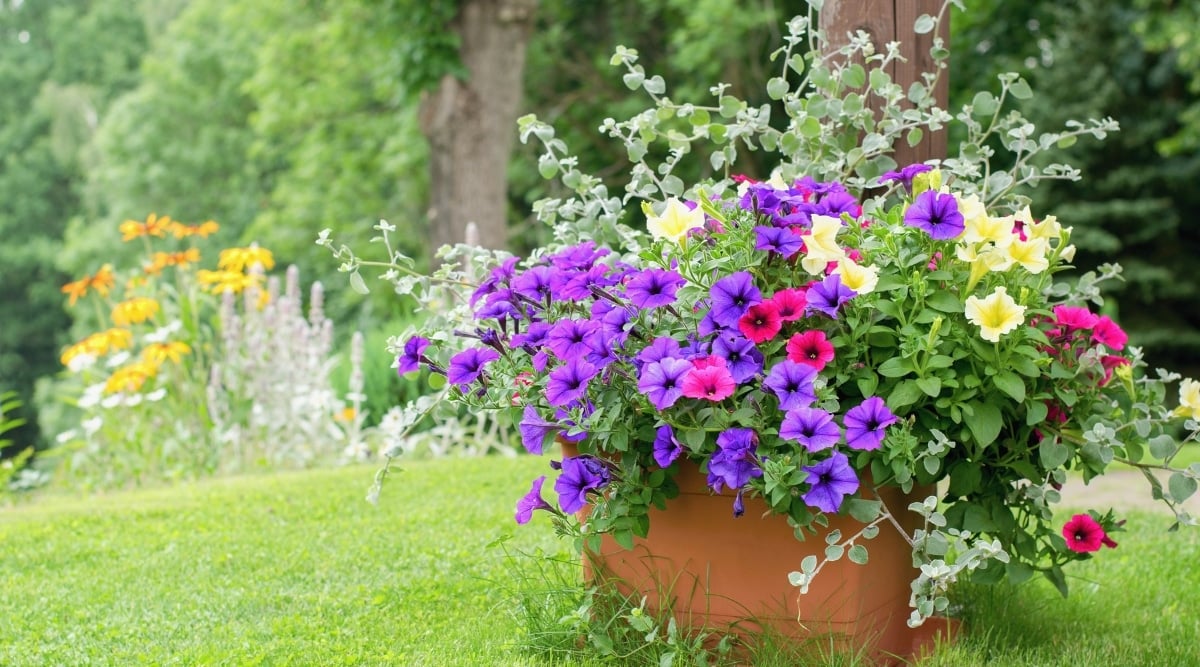 Resting atop a bed of neatly trimmed green grass, a potted petunia offers a breathtaking display of its abundant blooms. The flowers boast an array of hues, ranging from pink, purple, red, white, to yellow, creating a captivating tapestry of colors. The plant's vibrant green leaves serve as the perfect backdrop, while an orange pot adds a vibrant touch. In the distance, blurred trees and other plants complete the picturesque scene.