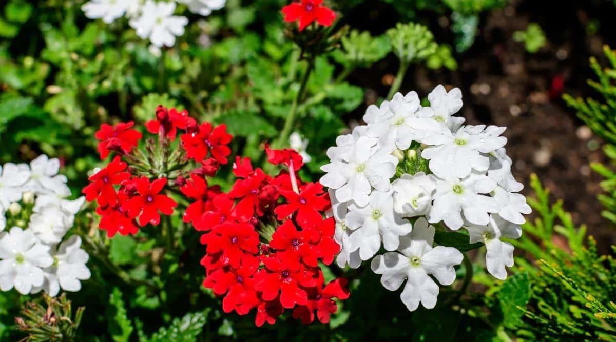 Vivid Red and Bright White Flowers Bloom in a Sunny Garden