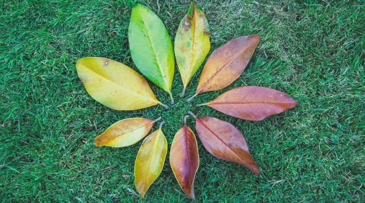 Verticillium Wilt leaves sitting on grass. There are nine leaves sitting on grass in a circle, all in various states of discoloration.