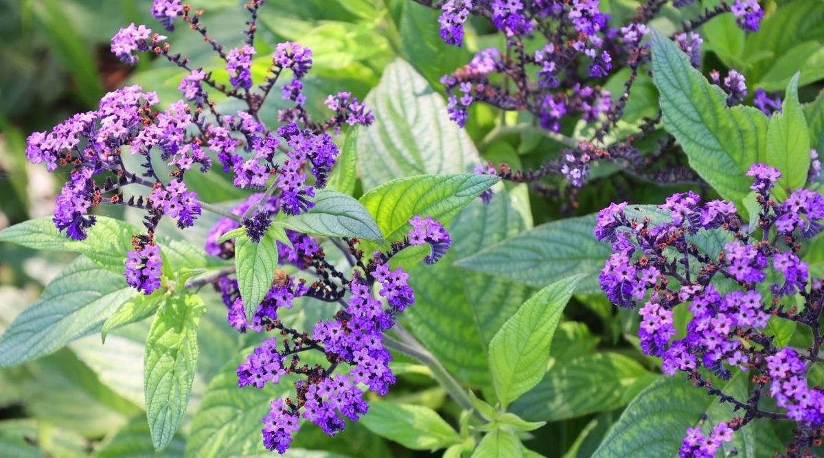 Vervain