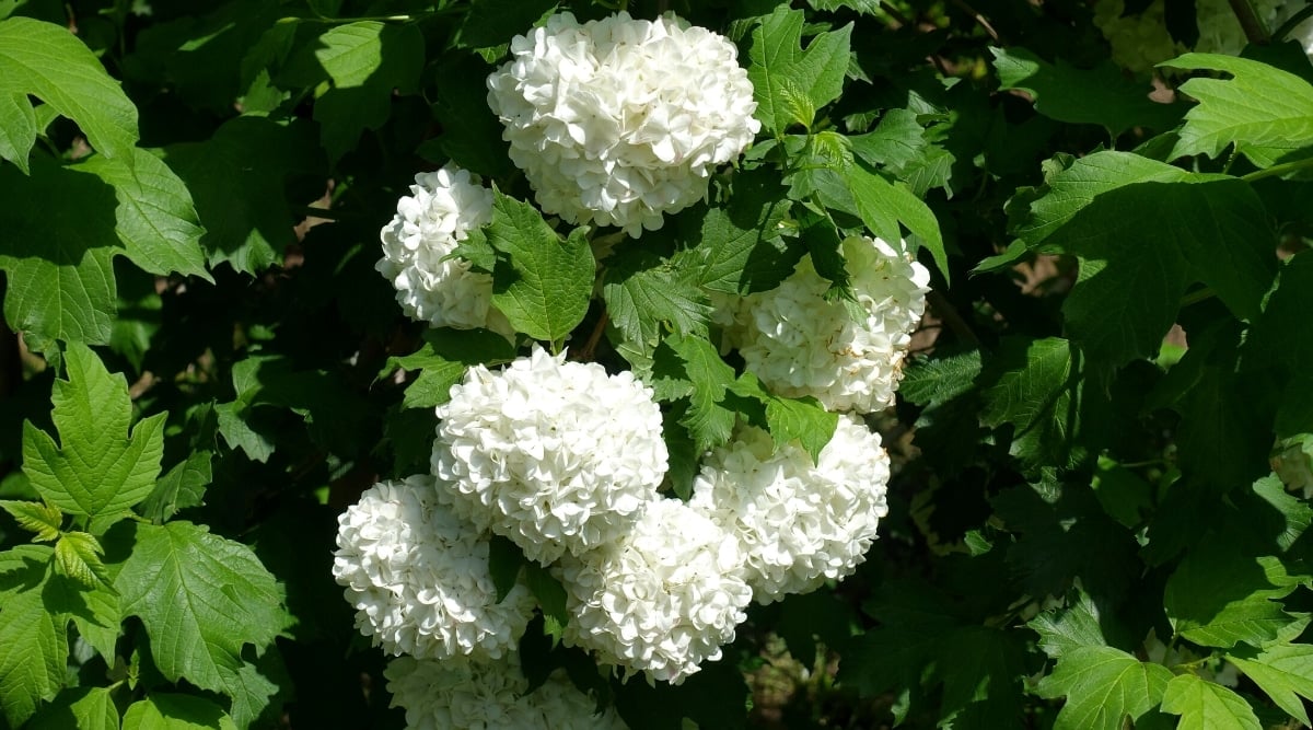 Close-up of a flowering shrub Viburnum opulus &lsquo;Sterile&rsquo; in a sunny garden. The shrub has dense, dark green, wide, three-lobed, with jagged edges. Large, spherical inflorescences consist of many small snow-white flowers resembling hydrangeas.