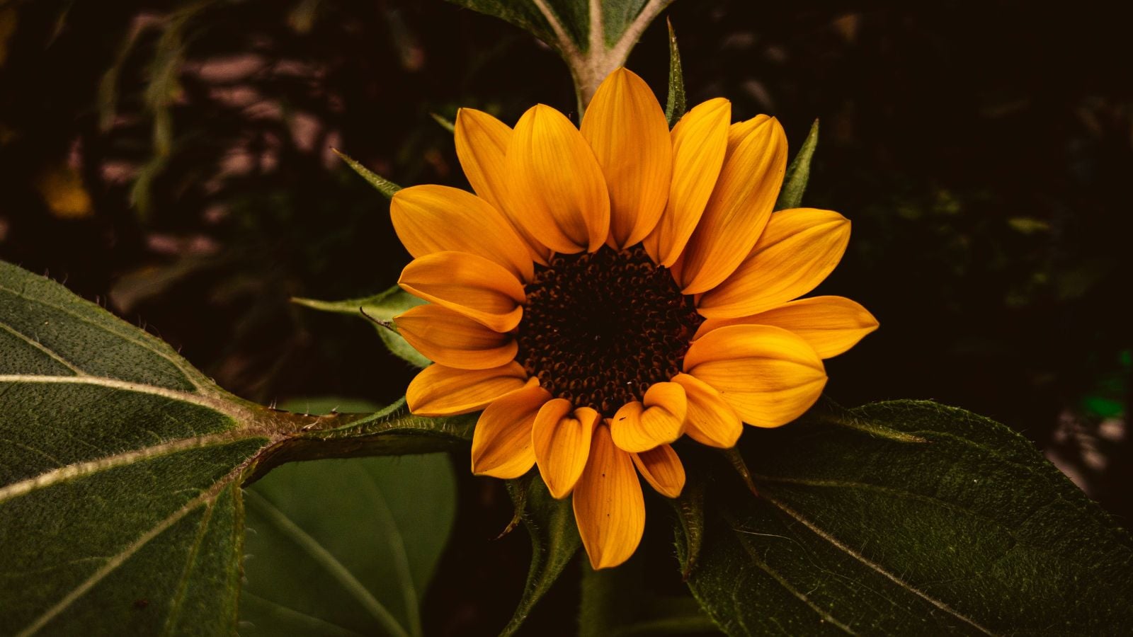 An overhead and close-up shot of vibrant golden-orange colored petals and a brown center of the Vincent’s Choice variety