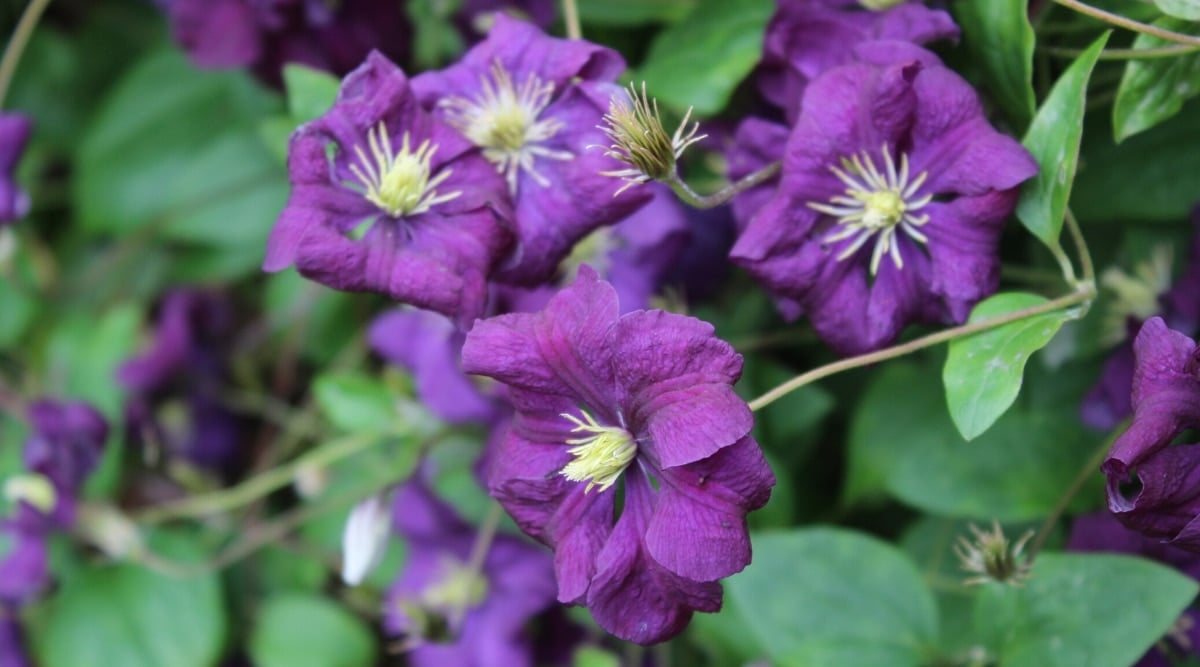 Close up of dark purple flowers on a green bush. Each flower has oval, fan shaped petals that are curling away from the light yellow, spiky, center.