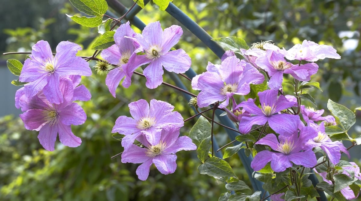 Light pink flowers growing and vining up a green, metal arbor.