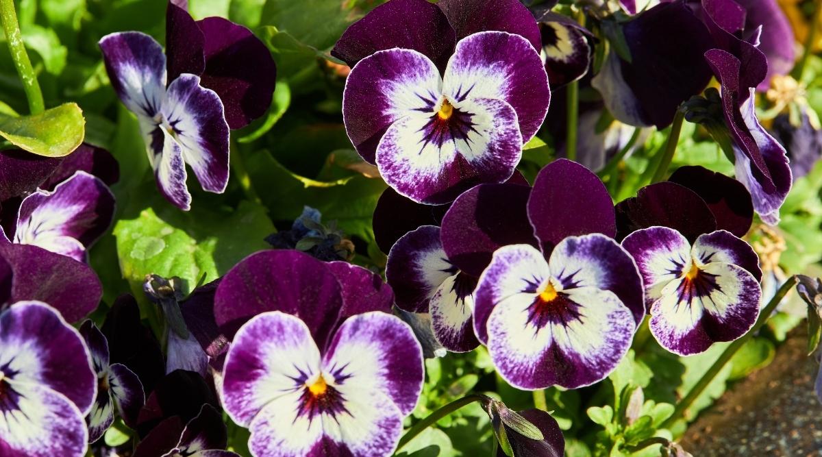 Viola tricolor