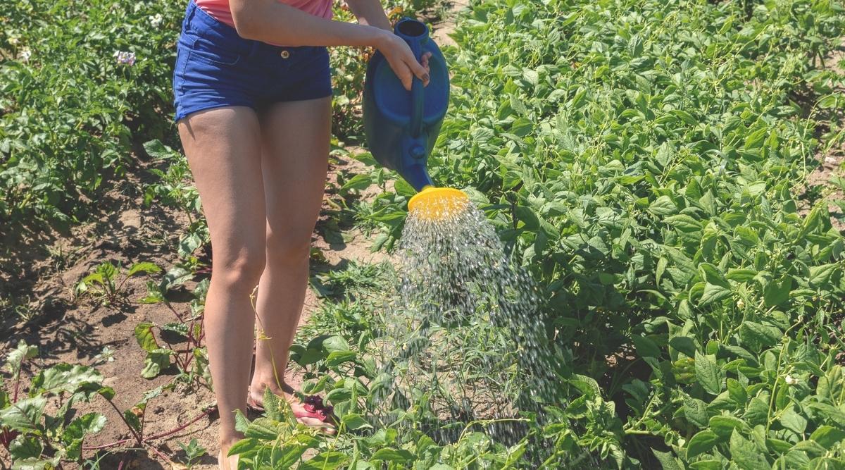 Watering Green Bean Plants