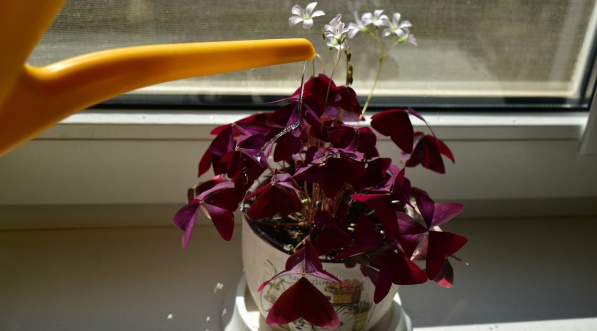 A yellow watering can gently pour water onto the Oxalis plant in a white pot. The plant's dainty flowers, with their delicate white petals, stand out on top of the luscious purple leaves. Placed next to a glass window, the scene blends nature and sunlight.