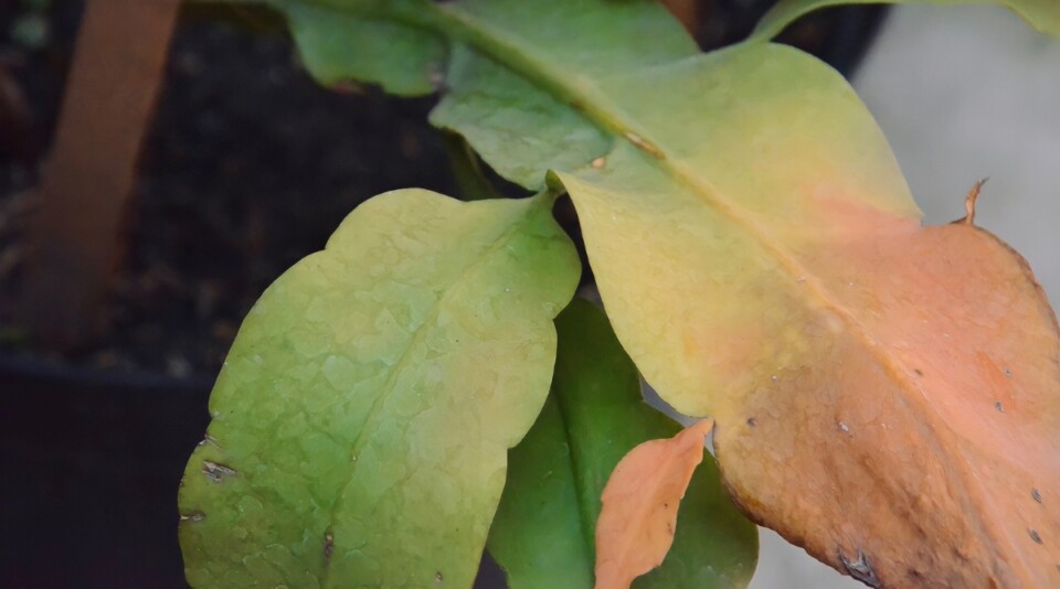 How to Tell If You're Underwatering Your Plants