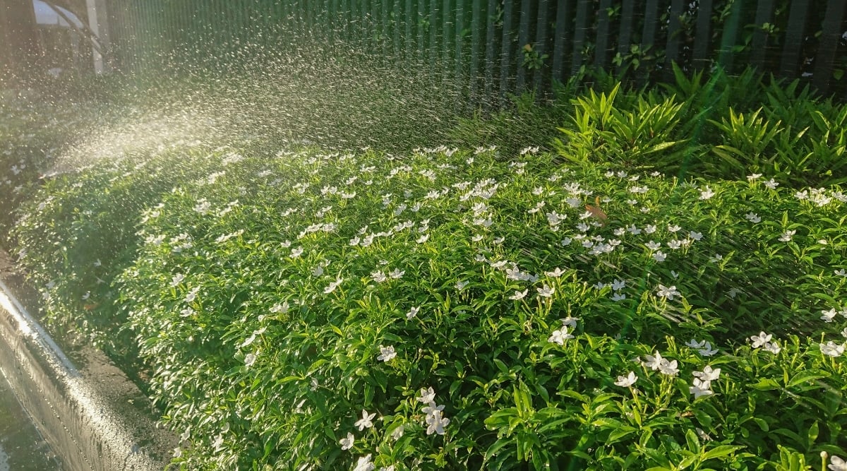 A cluster of gardenias receives a refreshing sprinkle of water, enhancing the enchantment of their tiny white flowers. The droplets shimmer on the petals, complementing the vibrant green leaves surrounding the blossoms. The sight captures the vitality and purity of nature in a single moment.