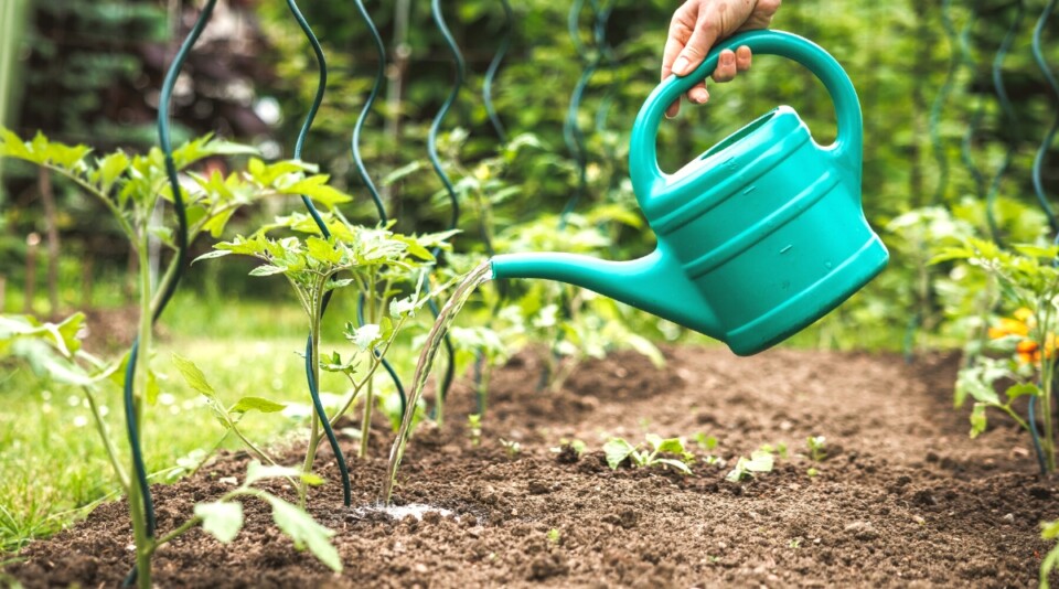 How Much Water Do Tomato Plants Need?