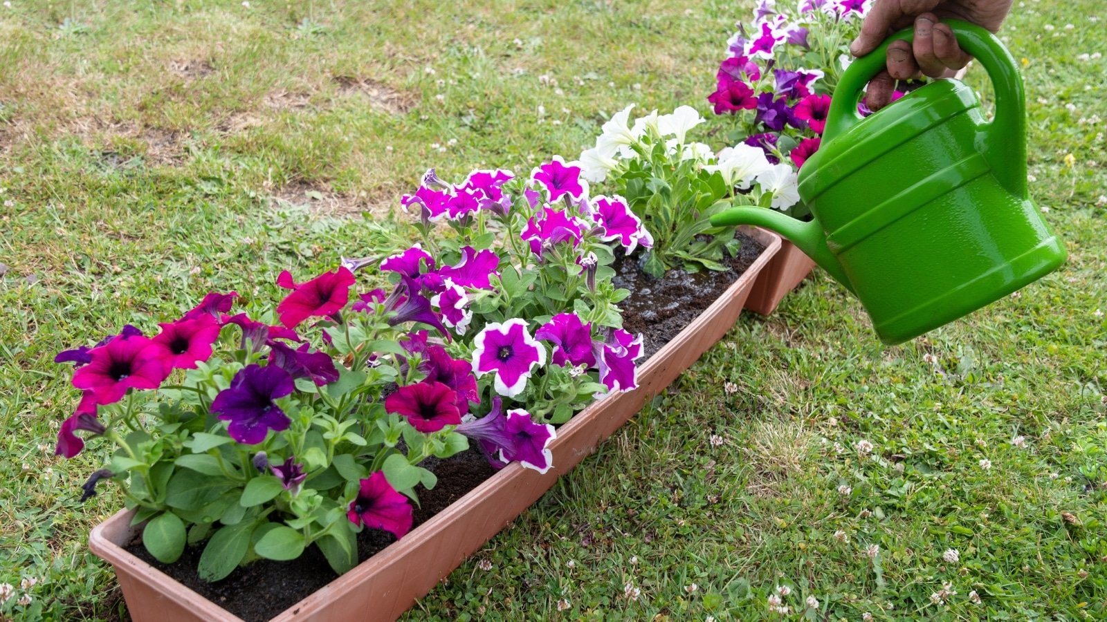How Much and How Often Should You Water Petunias?