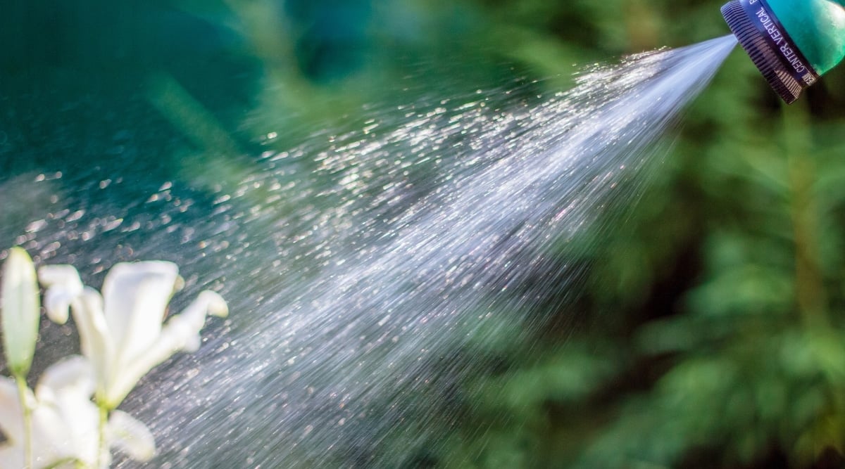 A green sprinkler showers refreshing droplets onto the white blooms of a gardenia plant. The image captures the precise moment when the water meets the petals, creating a visual spectacle. In the blurred background, one can glimpse the verdant green leaves, providing a serene environment for the blossoms.