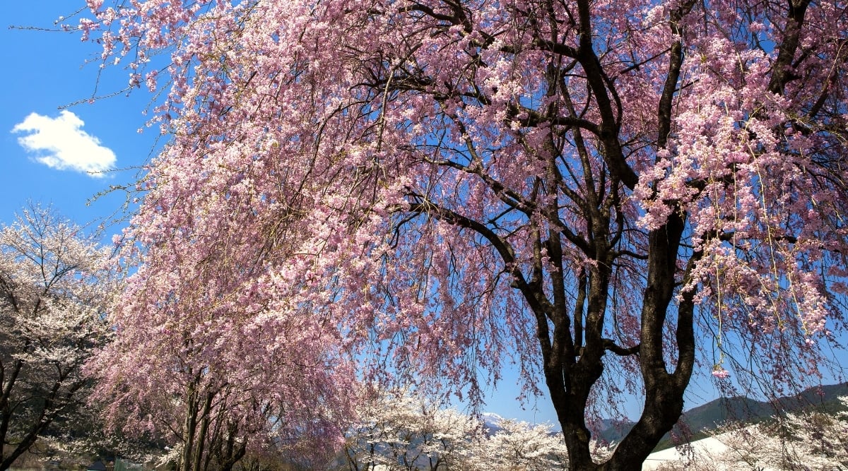 This weeping cherry tree is adorned with delicate pink and white blossoms, creating a stunning contrast against its dark branches. The blooms are in full display, adding a touch of elegance to the surroundings. Against the clear blue sky, the tree stands out as a beautiful natural wonder.