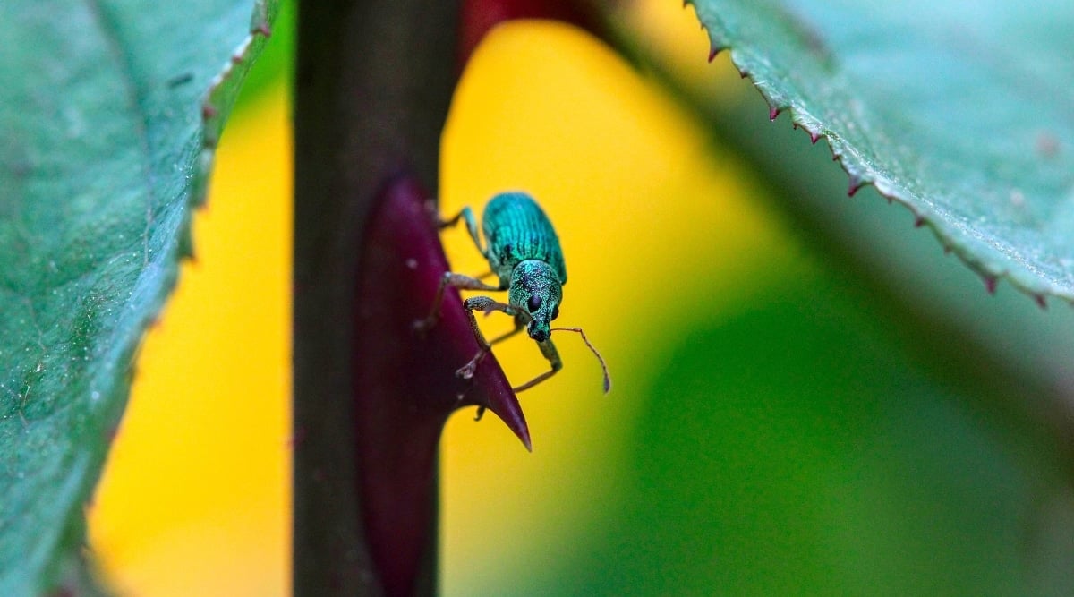 Weevil crawling on thorn of shrub in garden. The insect has a green outer shell, and is crawling on the thorn of a rose bush.