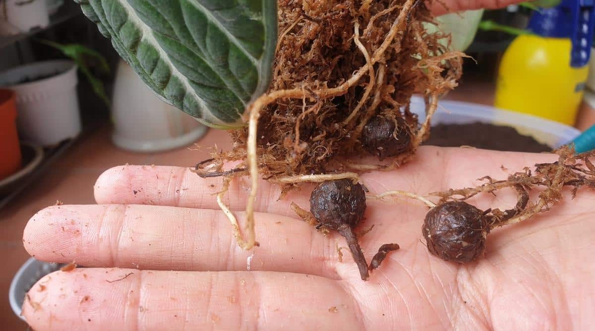 https://www.epicgardening.com/wp-content/uploads/2023/09/Wet-Rooting-Corms-in-Palm-of-Hand.jpg?utm_source=chatgpt.com