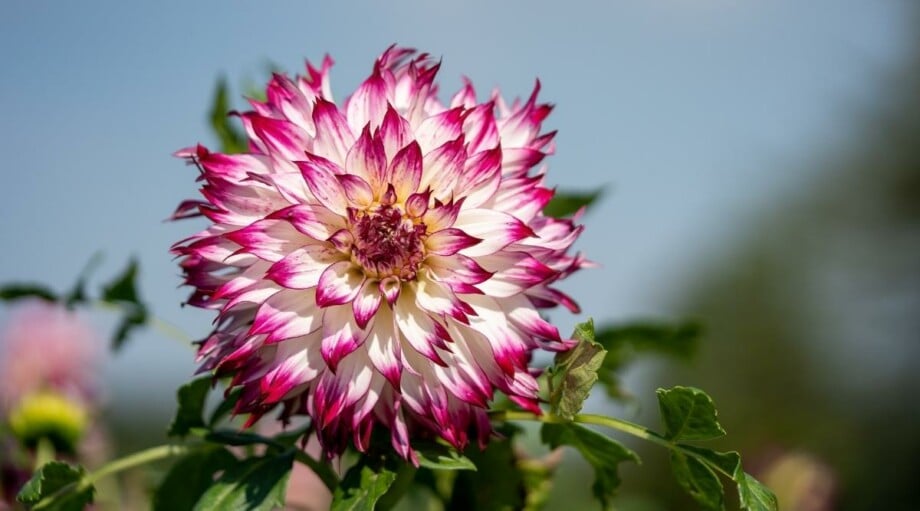 Dahlia Varieties 64 Different Types of Dahlia Cultivars