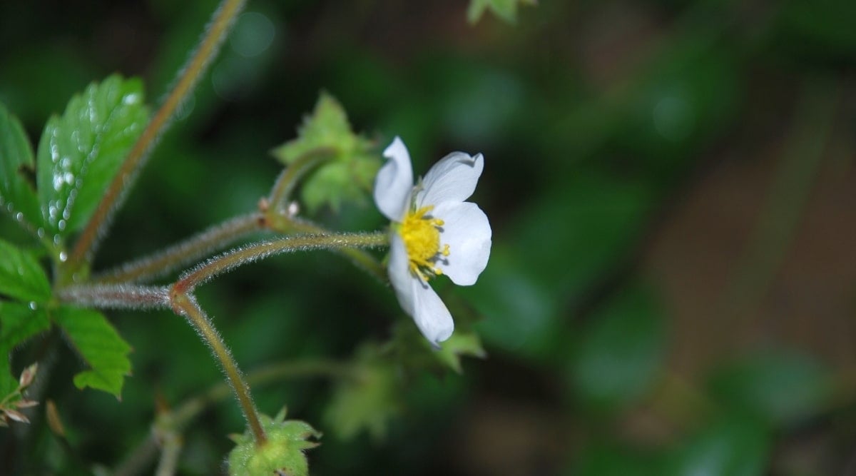White Flower With Yellow Center