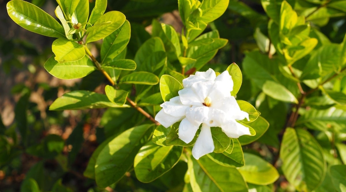 A gardenia plant, exuding tranquility and beauty, bathes in sunlight. Its white bloom exquisitely stands out, its delicate form enchanting the viewer. The vibrant green leaves add a refreshing touch to the composition, while the presence of other green leaves in the background creates a harmonious natural setting.