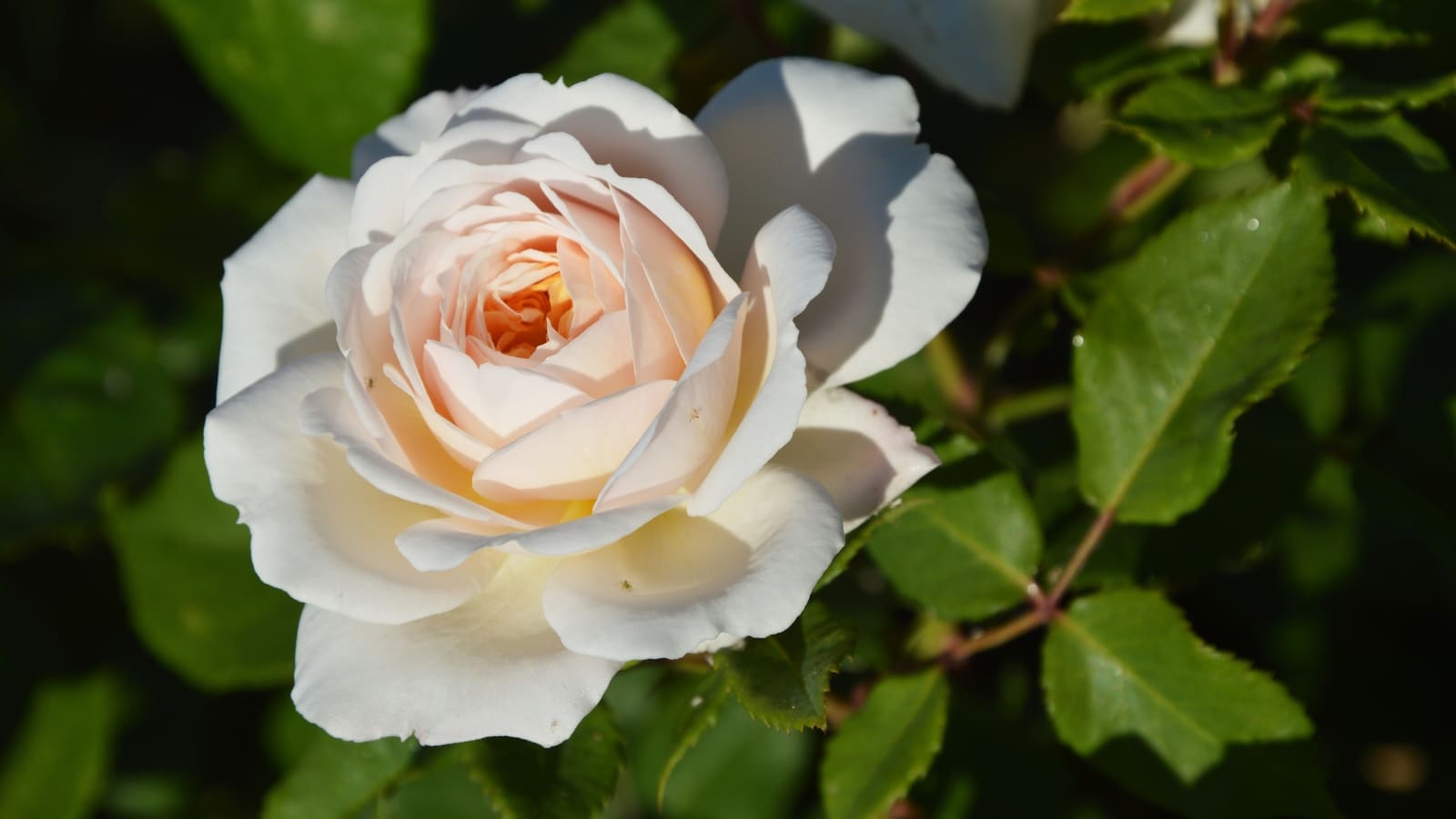 11 Rose Growing Myths Debunked